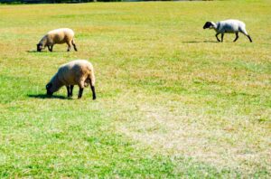 高千穂牧場の羊