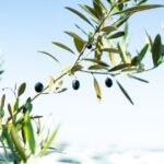 Olive（オリーブ）の開始前に抑えておきたいポイント！　Oliveフレキシブルペイの特徴とは？