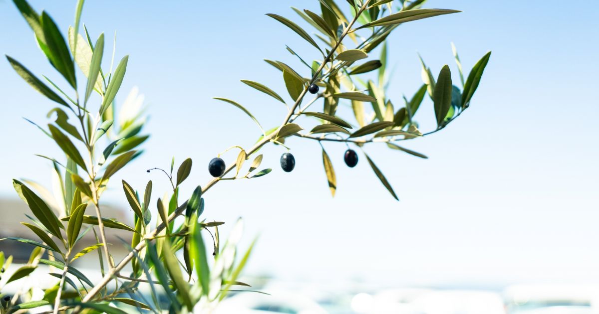 Olive（オリーブ）の開始前に抑えておきたいポイント！　Oliveフレキシブルペイの特徴とは？