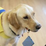 日本介助犬協会、楽天ペイでの募金の仕組みを導入　楽天ポイントの利用も可能